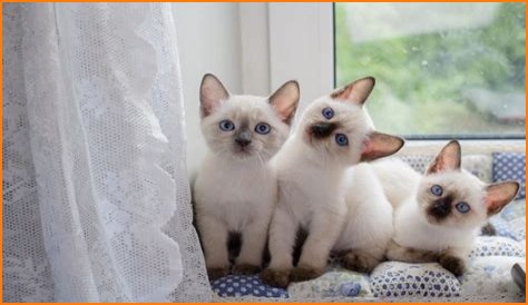 Unveiling The Enchanting World Of Jana Kramer's Son: Jace Joseph